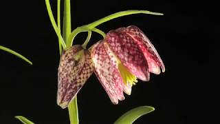 Fritillary flower time lapse Fritillaria meleagris [upl. by Tamar]