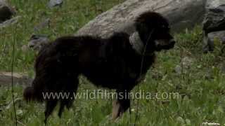 Himalayan sheep dog with metal studded collar to keep leopards away [upl. by Thompson626]