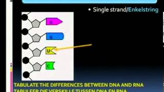 Matric revisionLife Sciences Genetics 28 Structure of RNA [upl. by Aisiram]