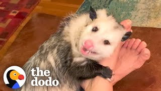 Opossum Covers His Moms Face In Kisses  The Dodo Little But Fierce [upl. by Gnemgnok77]