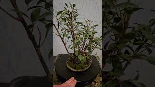 Ficus microcarpa bonsai forest [upl. by Aicemed]