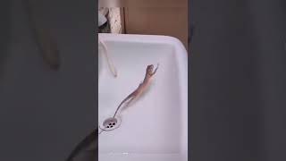 Dancing lizard in the sink OMG 😱🤯😂❤️🌈✅👧🏻🚀 [upl. by Annahs]