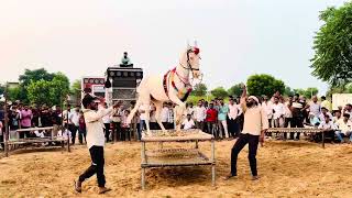 Chirawaa ki ghodi ka nagin dance  Kajal ghodi ka nagin dance  new marvadi dj song 2024 horses [upl. by Bozuwa949]