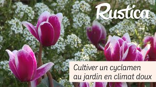 Cultiver des cyclamens au jardin en climat doux [upl. by Sonahpets]