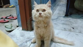 Funny actions of cats 🤣 Best Funny Animal Videos 😂 [upl. by Lipcombe616]