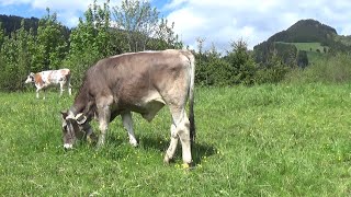 Mucche da latte al pascolo in montagna  Suono dei campanacci  Animali dolcissimi belli e teneri [upl. by Derina]