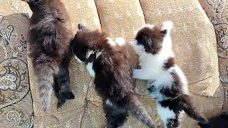 The Adorable Kittens Struggle to Reach the Couch  Newborn Kittens Meowing cuteness overload [upl. by Ylrebmyk]