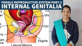 Internal Genitalia Of FemaleUterusVaginaNEET Biology by SP Mam [upl. by Dulsea961]