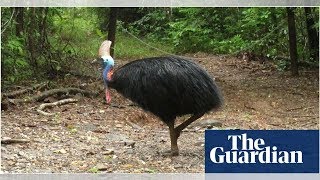 Cassowary attack giant bird kills owner in Florida after he fell [upl. by Mauralia]