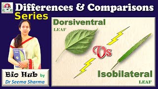 Dorsiventral Vs Isobilateral Leaf [upl. by Ybeloc158]