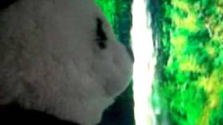 Baby Panda sneezes on Justin Bieber [upl. by Alyson]