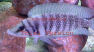 ALTOLAMPROLOGUS CALVUS WHITE CHAÏTIKA F0avi [upl. by Zetrac]