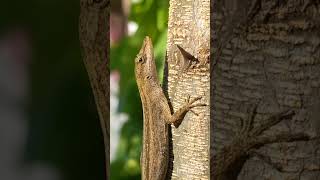 Anolis wellbornae [upl. by Burgwell]