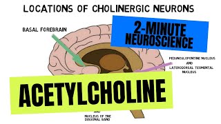 2Minute Neuroscience Acetylcholine [upl. by Elirpa]