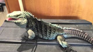 Casanova Rock Iguana Cyclura Lewisi hybrid 2015 [upl. by Aidua418]