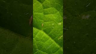 Thrips affected cucumber plants in polyhouse cucumber cucurbitaceae [upl. by Enyalb]