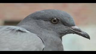 BENNINGTON  Gails Pigeon Conspiracy quotThe Zapruder Scopequot [upl. by Button986]