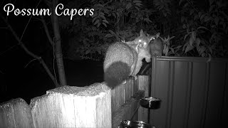 Possum Gang Attack and a Morning Butcherbird [upl. by Aneeled]