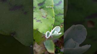 vegetative propagationyoutube viralplants beautiful shortvideo youtubeshorts [upl. by Oinesra226]