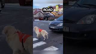 Incredible Moment Dog Guides Blind Owner Across Road😱shorts [upl. by Florenza]