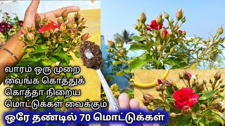 ஒரு‌ ஸ்பூன் வைத்தால் போதும் நிறைய மொட்டுக்கள் வைக்கும்  Best organic fertilizer for roses in tamil [upl. by Acinorej]