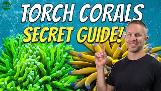 TORCH CORALS SECRET GUIDE TO SUCCESS [upl. by Lidah]