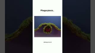 Phagocytosisphagocytosis biology trending trendingshorts ytshorts science [upl. by Matheson]