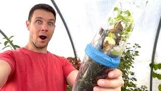 How are the Hydrangea Rooted Cuttings Now  1 YEAR LATER  Triple Cup Method Update [upl. by Bywoods358]