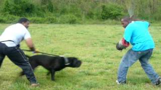 14 month old Cane Corso Training for Schutzhund working of bite targeting and strong full grips [upl. by Rednirah]