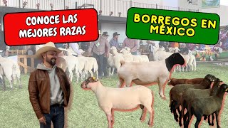 ✅RAZAS de BORREGOS 🐑🐑 en México🇲🇽 Feria de Querétaro [upl. by Bartlett]