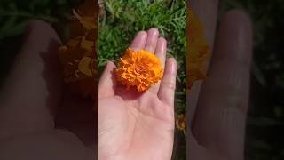 Marigold Flower naturephotography beautifulflowersintheworld ShortVideo [upl. by Nitaj]