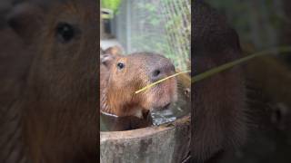 Dorky Capybara cute Water Pig be fed in the wild （adorable and dorky 水豚君 capybara [upl. by Soloman]