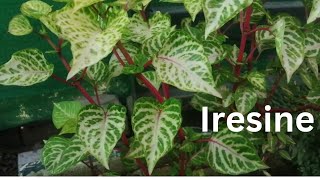 Iresine Herbstii PlantBlood Leaf PlantAmaranth Plant Grow amp care Beautiful Summer Plant [upl. by Nomyar794]