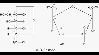 Number of Chiral centers and Stereoisomers Derieved from Dfructose [upl. by Eiclud]