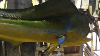 Dolphin fish mount  Gray Taxidermy [upl. by Jerrome]