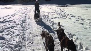 Malamutes dAlaska et Malinois à traineau 00027 [upl. by Cadmarr]