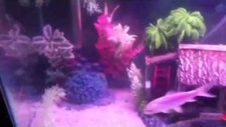 Pool filter sand in fishtank [upl. by Tillie521]