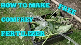 HOW TO MAKE ORGANIC COMFREY FERTILIZER [upl. by Drescher230]