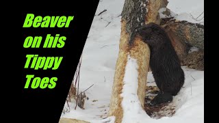 Watch this Beaver Stand on his Tail and Tiptoes to Reach a Snack [upl. by Lenaj]