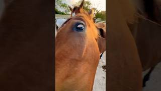 Funny Horses 😂🤪🤦‍♂️ horse horses funnyhorse animals [upl. by Gnoc]