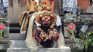 BALI UBOD BARONG KRIS DANCE 2024 FULL VIDEO [upl. by Eelyrehc]