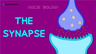 The Synapse in 2 Minutes  GCSE amp IGCSE Biology Revision 2024 [upl. by Ateinotna]