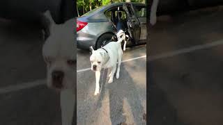 Dogs jump out of car BigBabyBoyos [upl. by Anoerb]