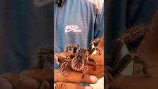 Chaco golden knee Tarantula tarantulatarantulalovetarantulafeedingspiderpetsmexican [upl. by Leunad491]