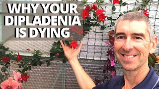 WHY YOUR DIPLADENIA MANDEVILLA IS DYING [upl. by Ranson]