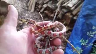 Red Rat snake corn snake identification and Facts [upl. by Hgielac]