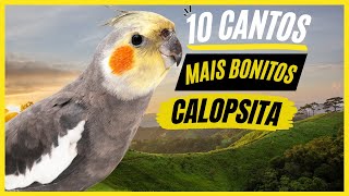 TOP 10 Cantos De quotCalopsitaquot MAIS BONITOS e MELHORES  Cockatiel Singing [upl. by Idolah]