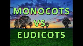 Monocots vs Eudicots [upl. by Avin]