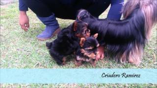 yorkshire terrier  Criadero Ramirez [upl. by Leventis]