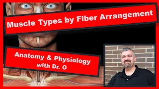 Muscle Types by Fiber Arrangement Anatomy and Physiology [upl. by Shama344]